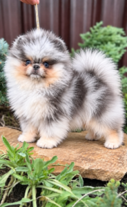 Loulou de pomeranie merle bleu yeux bleus Pomeranian nain exotique boo