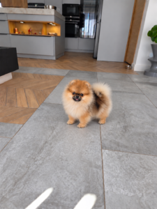 Saillie spitz nain pomeranian orange charbonné 1kg500 19 cm