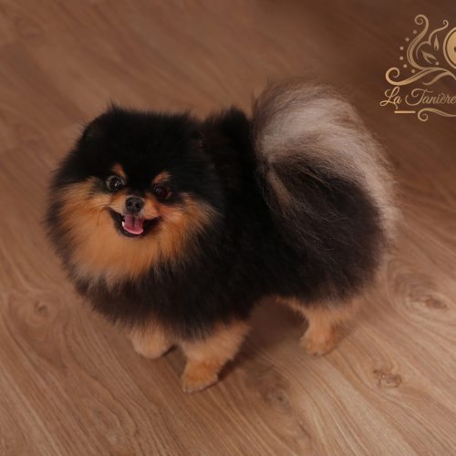 saillie spitz nain pomeranian black an tan multi champion miniature toy chiot pomeranian spitz allemand nain pocket lignée importée multi champion france