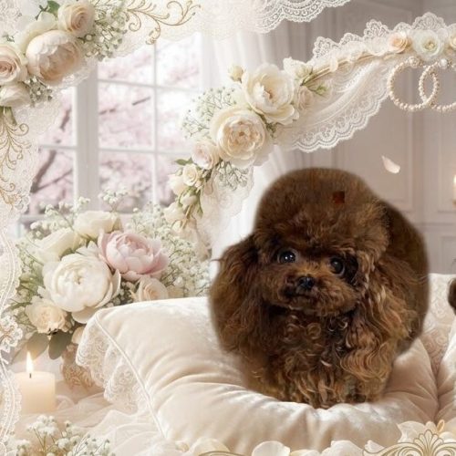 Poodle tea cup red coréen en france