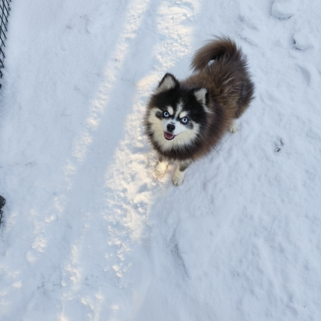 Pomsky toy noir intense a vendre lignée américaine. elevage français pomsky