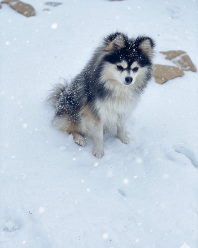 Pomsky Bleu toy elevage francais