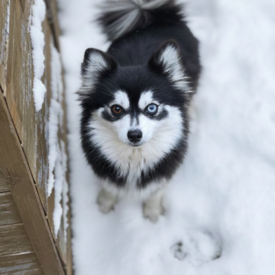 Pomsky toy a vendre lignée américaine. elevage français pomsky