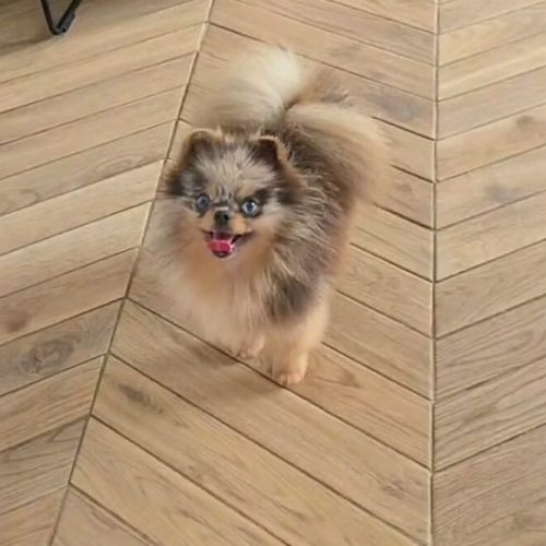 Saillie Spitz Nain pomeranian merle bleu yeux bleus